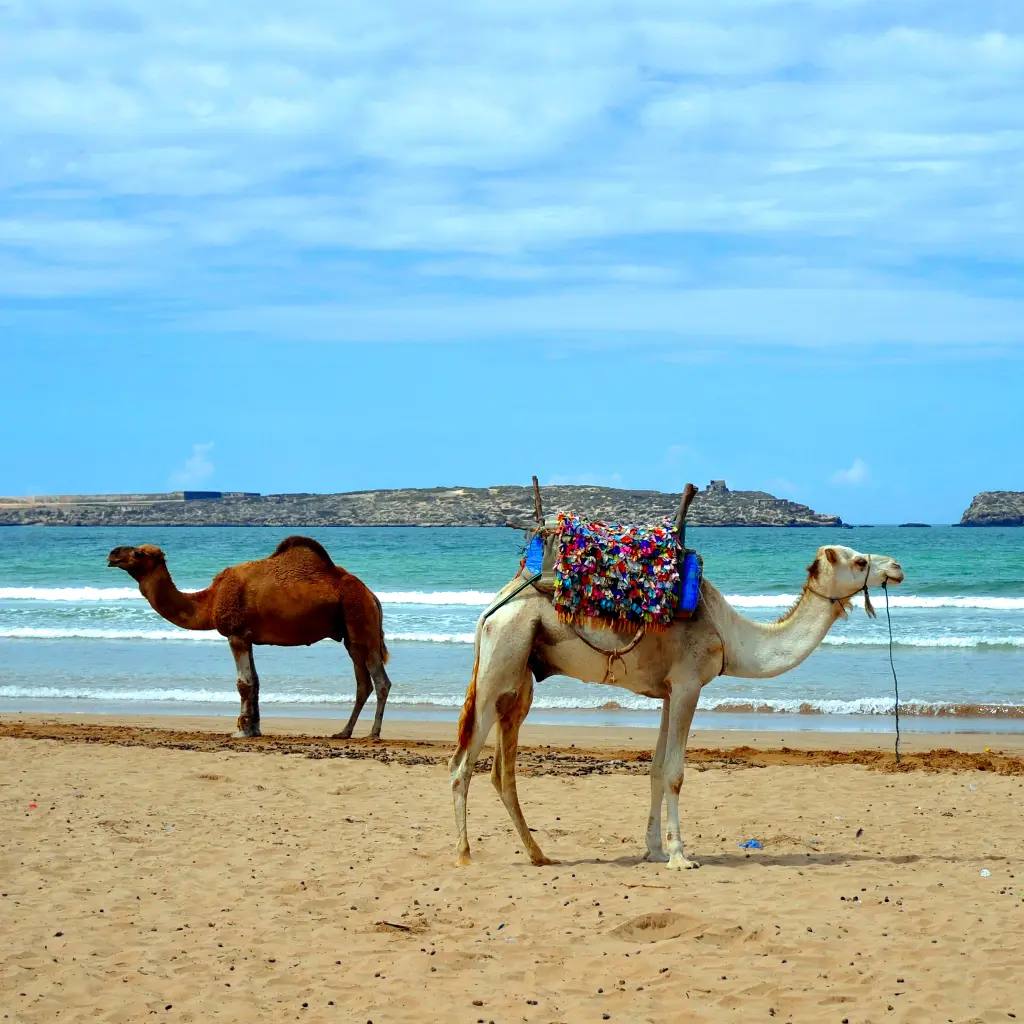 Excursion d'une journée à Essaouira depuis Marrakech