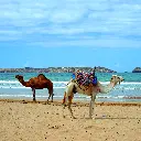 Excursion d'une journée à Essaouira depuis Marrakech